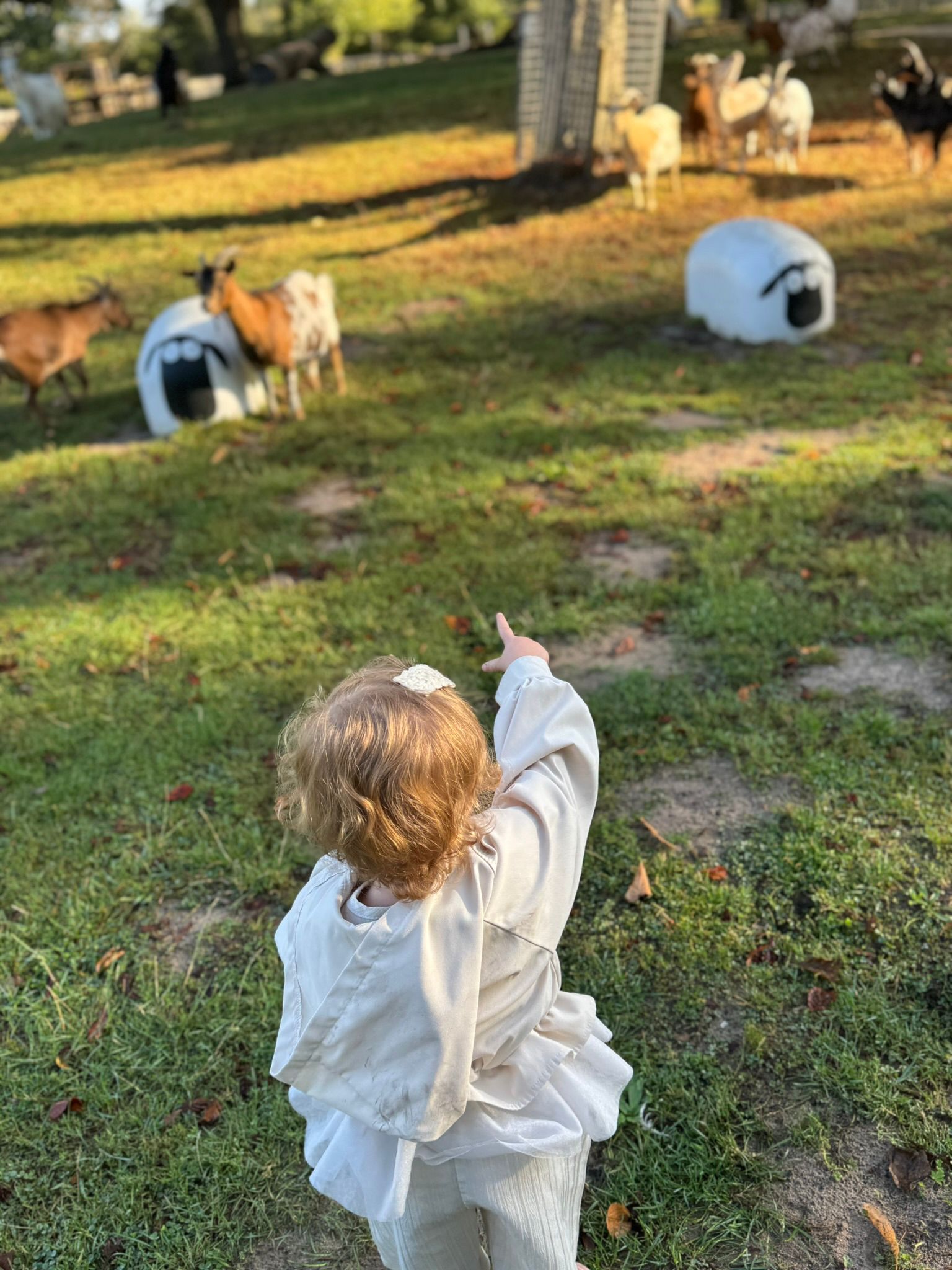 Kind wijst naar geiten op de kinderboerderij